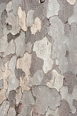 Image showing Natural bark