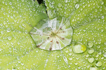 Image showing Green leaf with water droplet