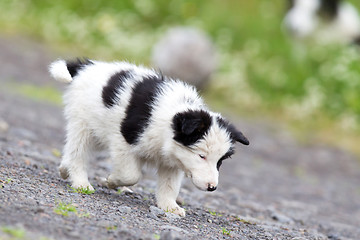 Image showing Small Border Collie puppy on a farm