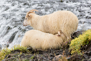 Image showing Young sheep drinking - Waterfall in background