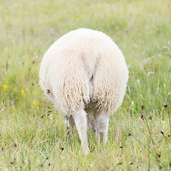 Image showing One grazing Icelandic sheep