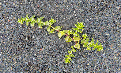 Image showing Plant growing on black sand - Iceland