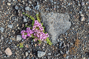 Image showing Plant growing on black sand - Iceland