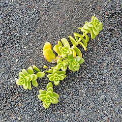 Image showing Plant growing on black sand - Iceland