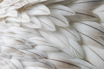 Image showing White fluffy feather closeup