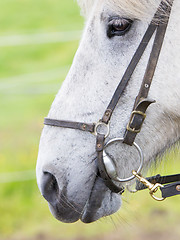 Image showing Horse portrait close-up