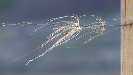 Image showing Horse hair snagged on barbed wire