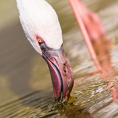 Image showing Pink flamingo is drinking - Selective focus