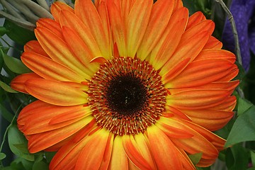 Image showing Gerber flower