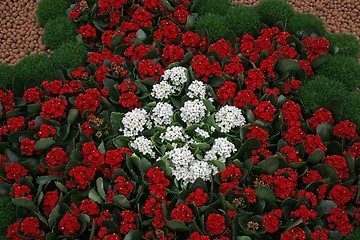 Image showing Flowers in park