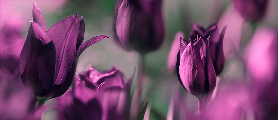 Image showing tulips tinted in shades of deep purple and grey green