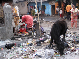 Image showing Streets of Kolkata. Animals in trash heap