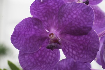 Image showing Beautiful orchid flowers