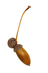 Image showing Autumn oak acorn on white