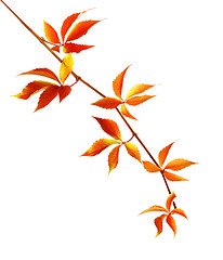 Image showing Autumn branch of grapes leaves