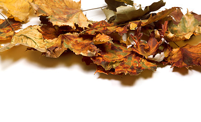 Image showing Autumn dry maple leafs