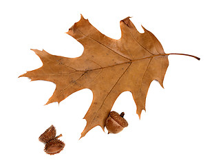 Image showing Autumn leaf of oak and acorns