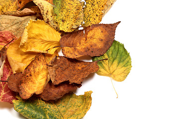 Image showing Multicolor autumn leafs