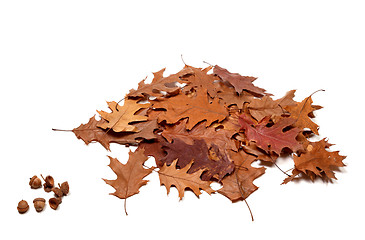 Image showing Autumnal dried leafs of oak and acorns