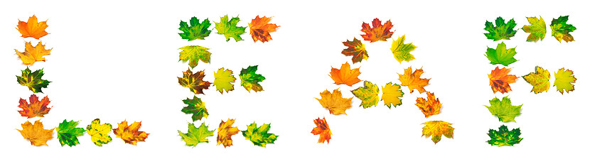 Image showing Word LEAF composed of autumn maple leafs
