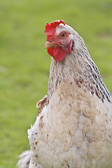 Image showing Shot of a rooster