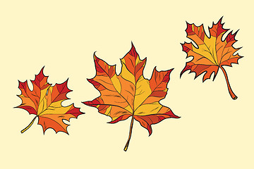 Image showing Maple leaves red