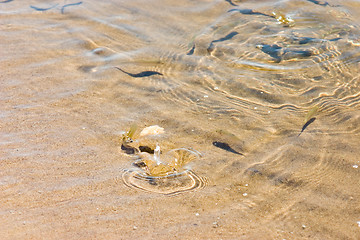 Image showing Newly-hatched fishes