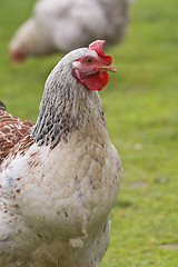 Image showing A rooster