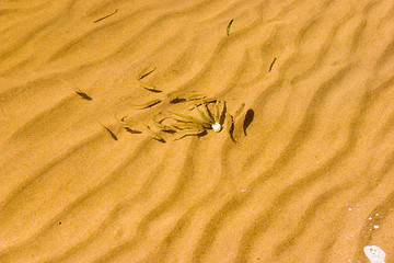 Image showing Newly-hatched fishes