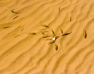 Image showing Newly-hatched fishes