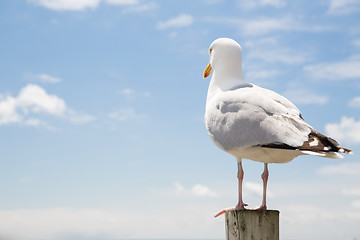 Image showing seagull over sea and blue sky background