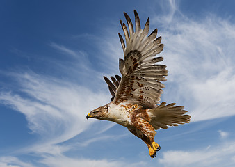 Image showing Ferruginous Hawk