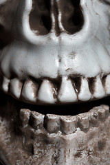 Image showing Close-up photo of the human skull