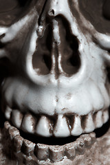 Image showing Close-up photo of the human skull