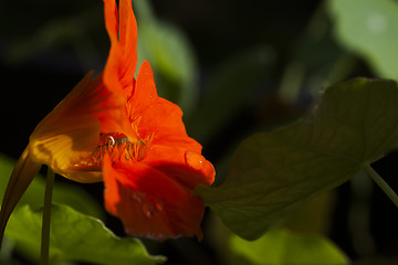 Image showing orange cress