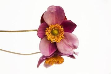 Image showing windflower