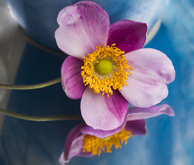 Image showing chinese anemone