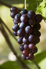 Image showing blue grapes