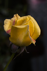 Image showing yellow rose