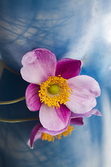 Image showing chinese anemone