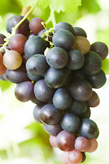 Image showing grapes