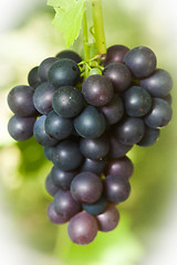 Image showing cluster of grapes