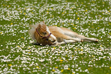 Image showing Horse foal is resting on flower field