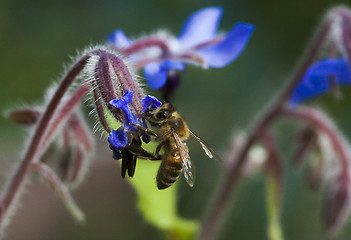 Image showing honeybee pollinating a starflower