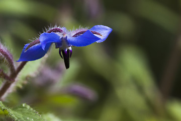 Image showing starflower