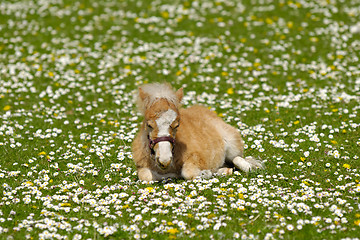 Image showing Horse foal on flower meadow