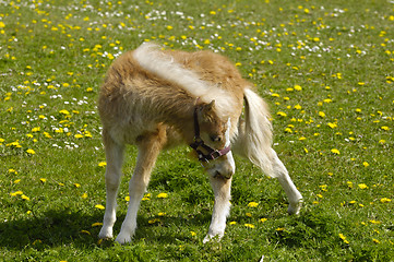 Image showing Young horse on green field