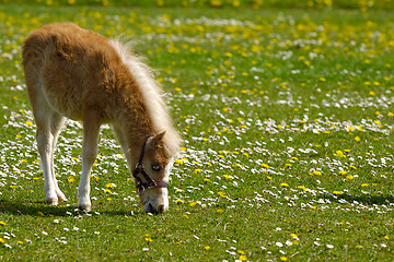 Image showing Horse foal is eating grass