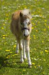Image showing Young horse foal on field