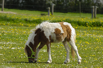 Image showing Pony horse eating grass